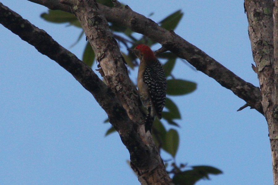 Melanerpes rubricapillus, Red-crowned Woodpecker,  door Carl Beel