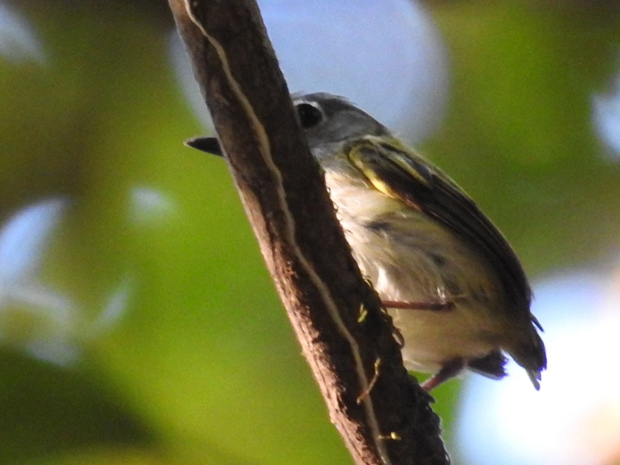 Myiornis ecaudatus, Short-tailed Pygmy-Tyrant, Popyo (zoals vele andere vogels) door Ton Plug