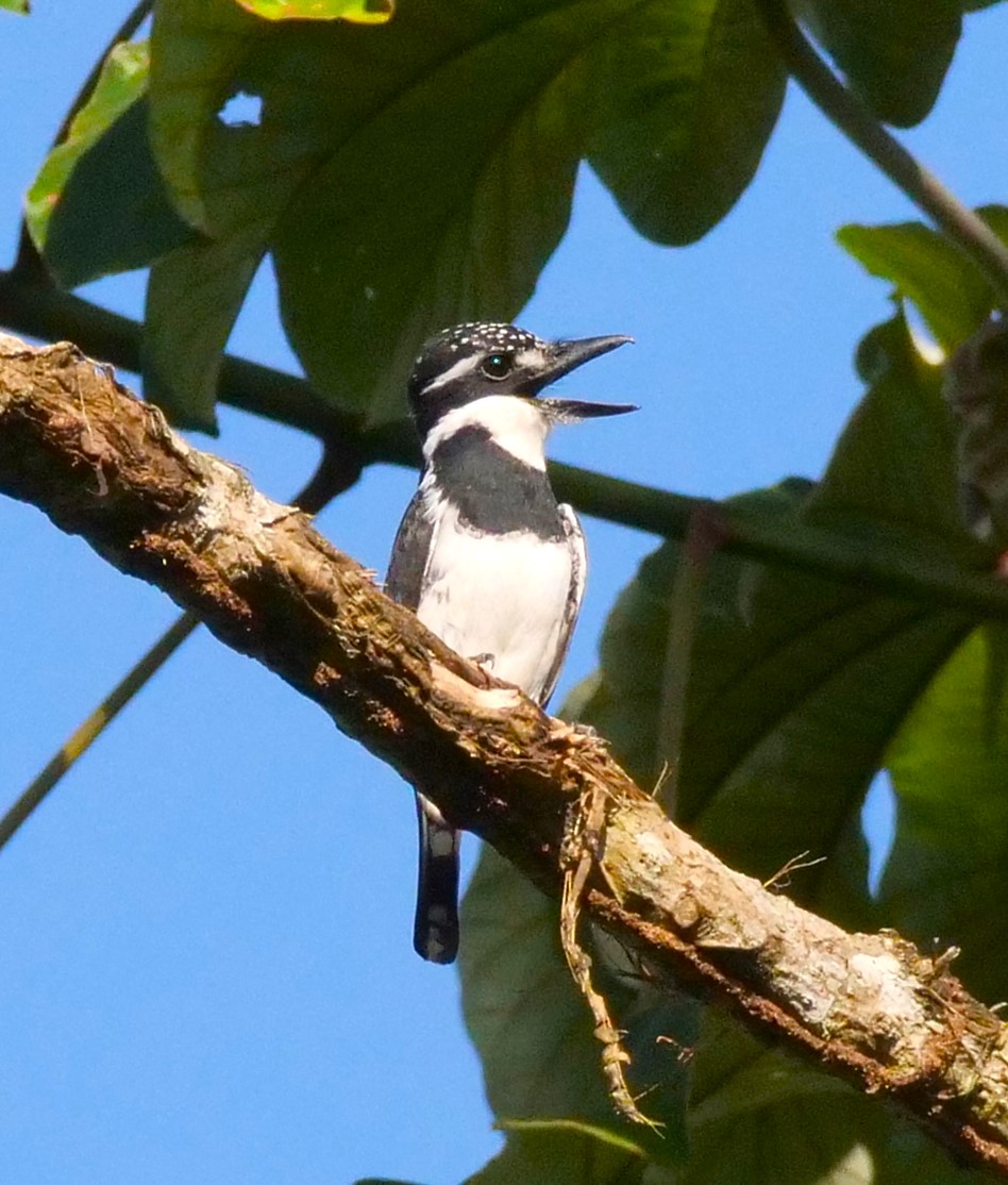 Notharchus macrorhynchos, Guianan Puffbird, Donfowru door Alexander Elias
