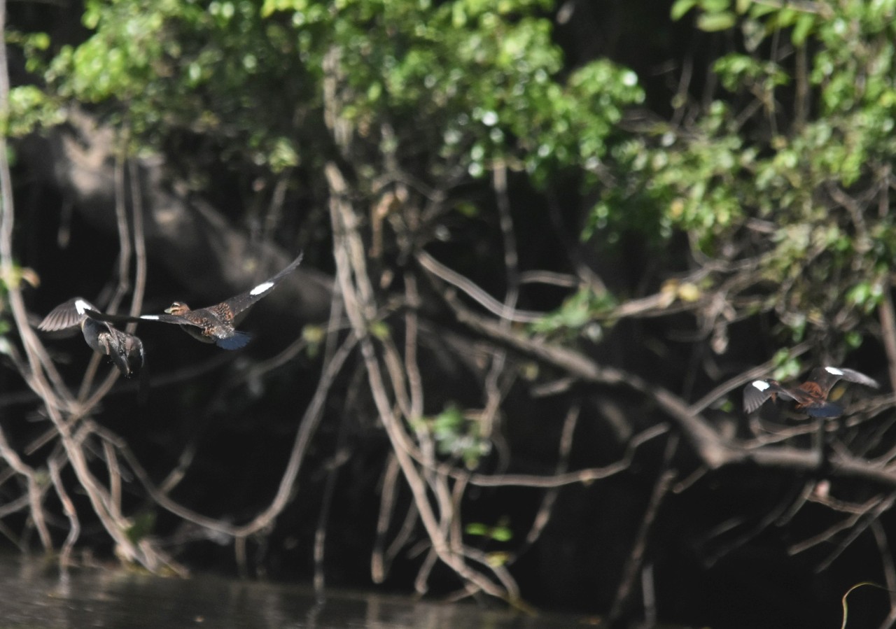 Nomonyx dominicus, Masked Duck,  door Armida Madngisa nature guide