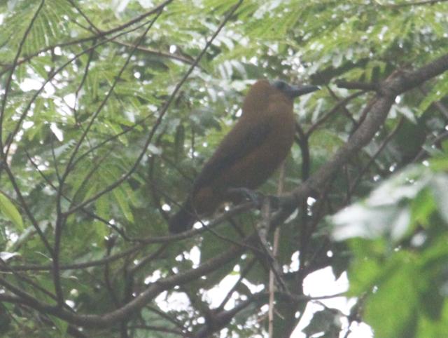 Perissocephalus tricolor, Capuchinbird, Busikaw, Kawfowru door Paul Baker