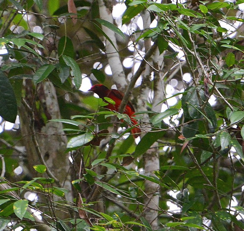 Phoenicircus carnifex, Guianan Red-Cotinga, Faja fowru door Carl Beel