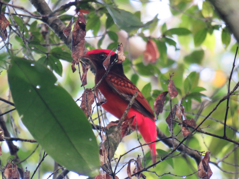 Phoenicircus carnifex, Guianan Red-Cotinga, Faja fowru door Arjan Dwarshuis