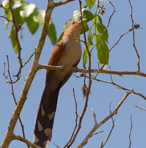 Piaya cayana, Squirrel Cuckoo, Pikan (resembling the sound it makes) door Louis des Tombe