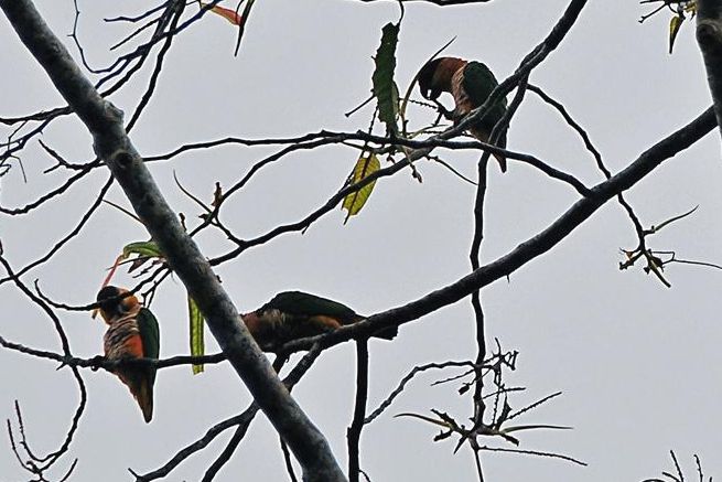 Pionites melanocephalus, Black-headed Parrot, Wetbere prakiki door Dominiek Plouvier