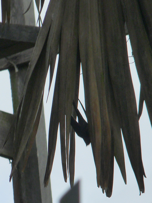 Tachornis squamata, Fork-tailed Palm-Swift,  door Erik Toorman
