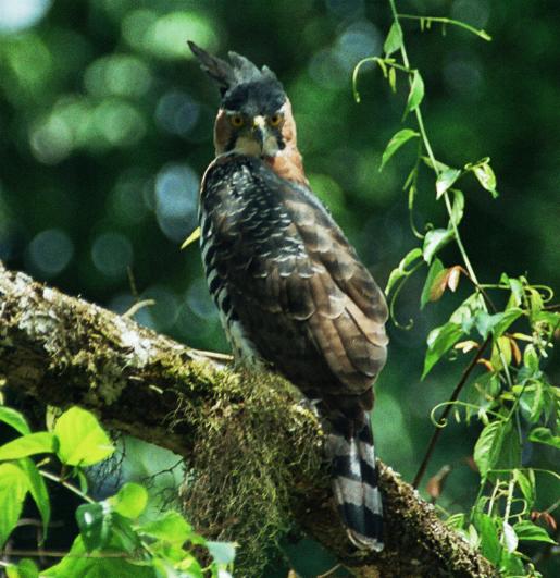 Spizaetus ornatus, Ornate Hawk-Eagle, Bigi peni aka door Leen and Martina Bakker