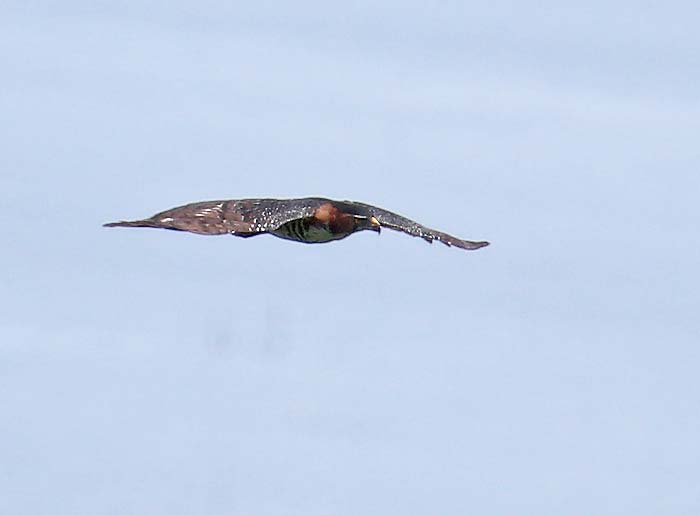 Spizaetus ornatus, Ornate Hawk-Eagle, Bigi peni aka door Martin Reid
