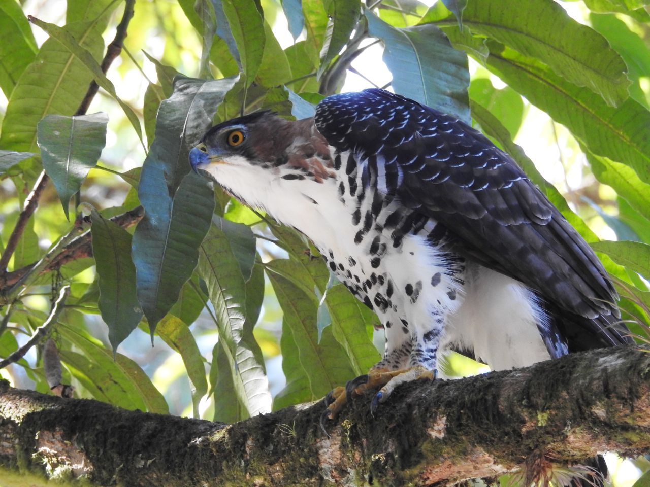 Spizaetus ornatus, Ornate Hawk-Eagle, Bigi peni aka door Ton Plug