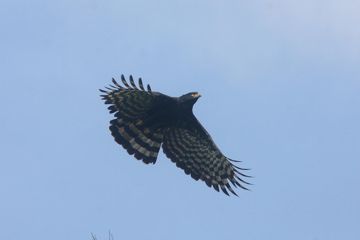 Spizaetus tyrannus, Black Hawk-Eagle,  door Carl Beel