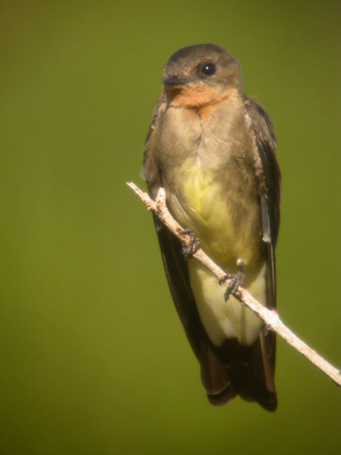 Stelgidopteryx ruficollis, Southern Rough-winged Swallow,  door Foek Chin Joe
