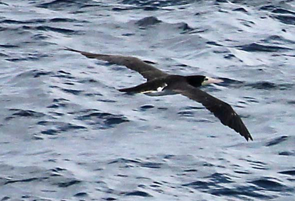 Sula leucogaster, Brown Booby,  door Andy Williams