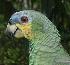 Amazona amazonica, Oranjevleugelamazone, Kulekule, Orange-winged Parrot, 