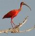 Eudocimus ruber, Rode Ibis, Korikori, Scarlet Ibis, 